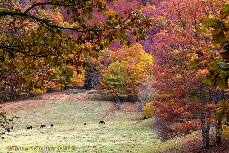 Bosques de Sajambre, Picos de Europa, León, España Bosques de Sajambre, Picos de Europa, León, España